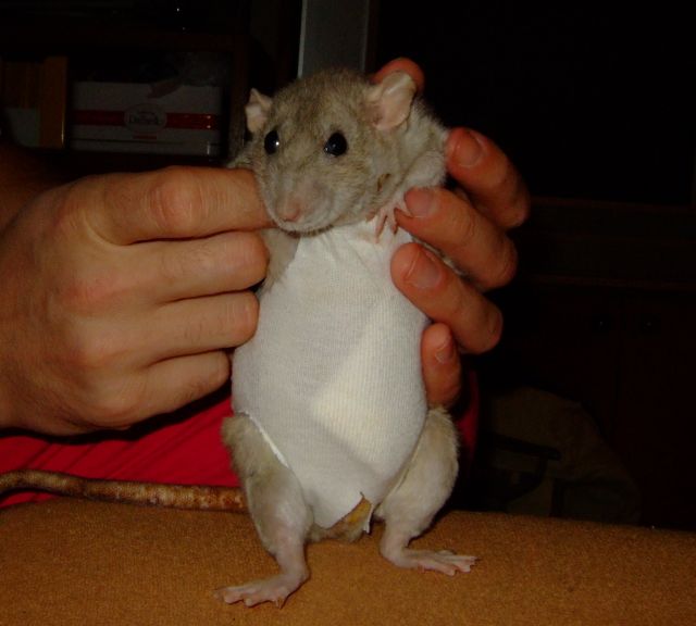 Мышка (крыса) сшить своими руками мастер класс